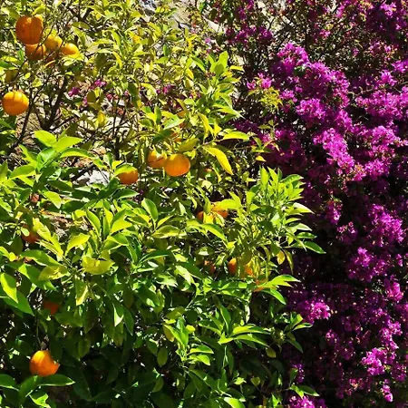 Luna - Cenami - Big Pool With View Appartamento *